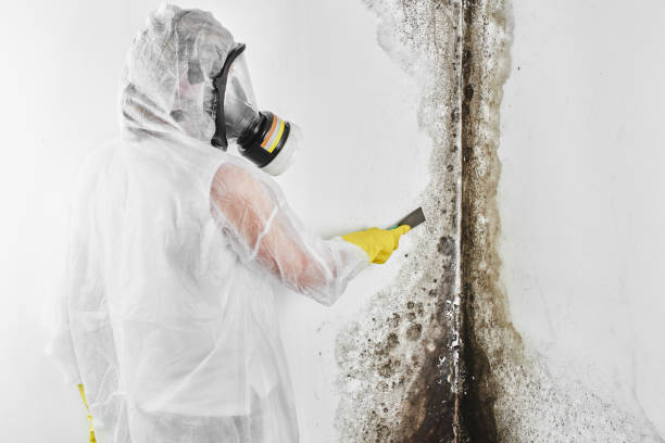 Best Local Mold Removal Service  in Ahtanum, WA