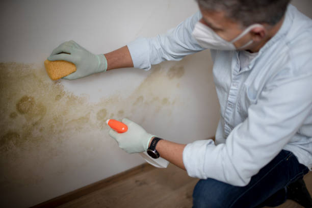 Mold Removal Process in Ahtanum, WA