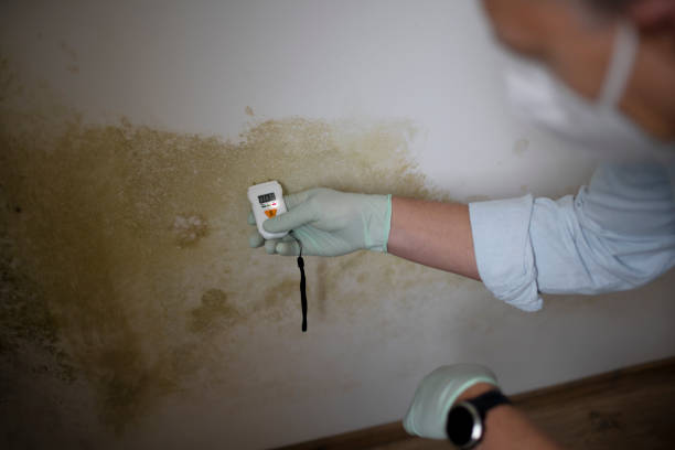 Best Attic Mold Removal  in Ahtanum, WA