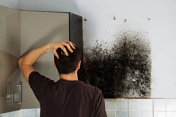 Best Same-Day Mold Removal  in Ahtanum, WA