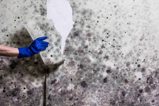 Trusted Ahtanum, WA Mold Removal Experts