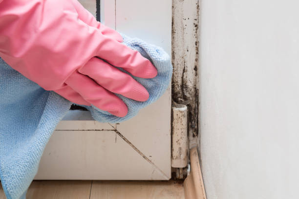 Best Professional Mold Removal  in Ahtanum, WA